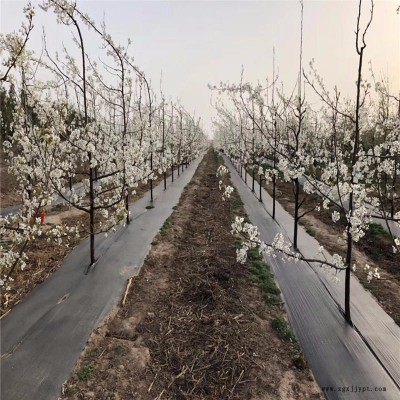 宇潤(rùn)廠家 黑色PP園藝地布 農(nóng)業(yè)種植園藝地布 廠家規(guī)格齊全可定做