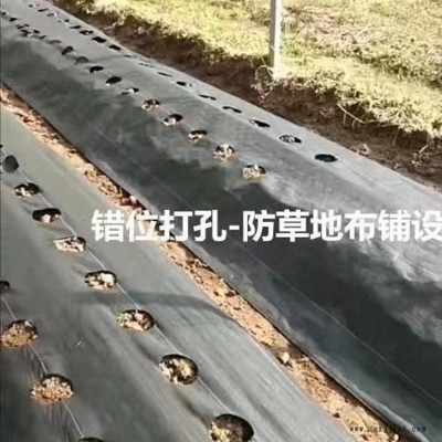 加工定制果園防草布、抗老化除草布、黑色園藝地布、PP防草布