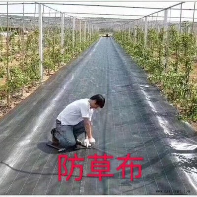 生產(chǎn)加工抑草地布、抗曬大棚防草布、農(nóng)用防草布、打孔防草布