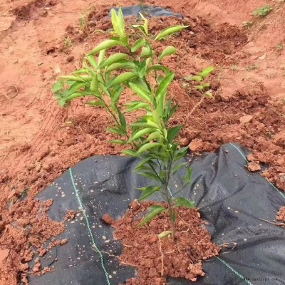 南充 生態(tài)防草布 果樹防草布 花卉防草布 價(jià)格美麗 歡迎咨詢