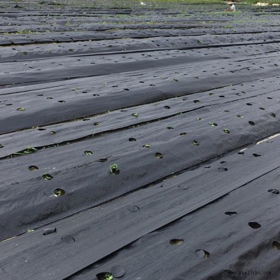 麗水防草布鋪設(shè)方法 果園除草布 廠家果樹地布 塑編防草布