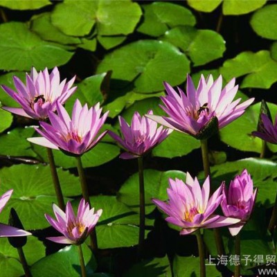 **BASF汽巴熒光增白劑OB、OB-1，用于塑料和涂料，低